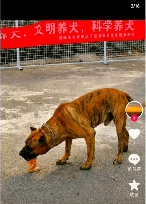 男子炫耀济南市中心养烈性犬？物业称狗主人已将狗带走 警方：处理结果会尽快发布-第2张图片-太平洋在线下载