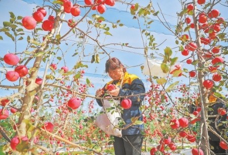 合阳苹果今日新闻苹果丰收农民喜开颜-第2张图片-太平洋在线下载