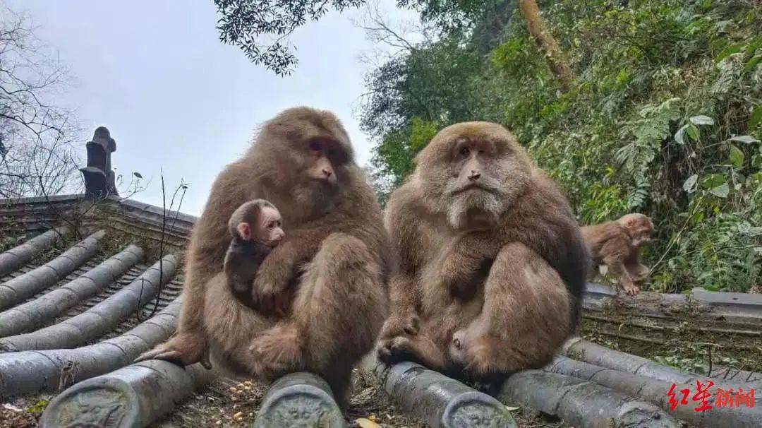 猴子吃苹果的视频抖音版:峨眉山推行“人猴分离”！