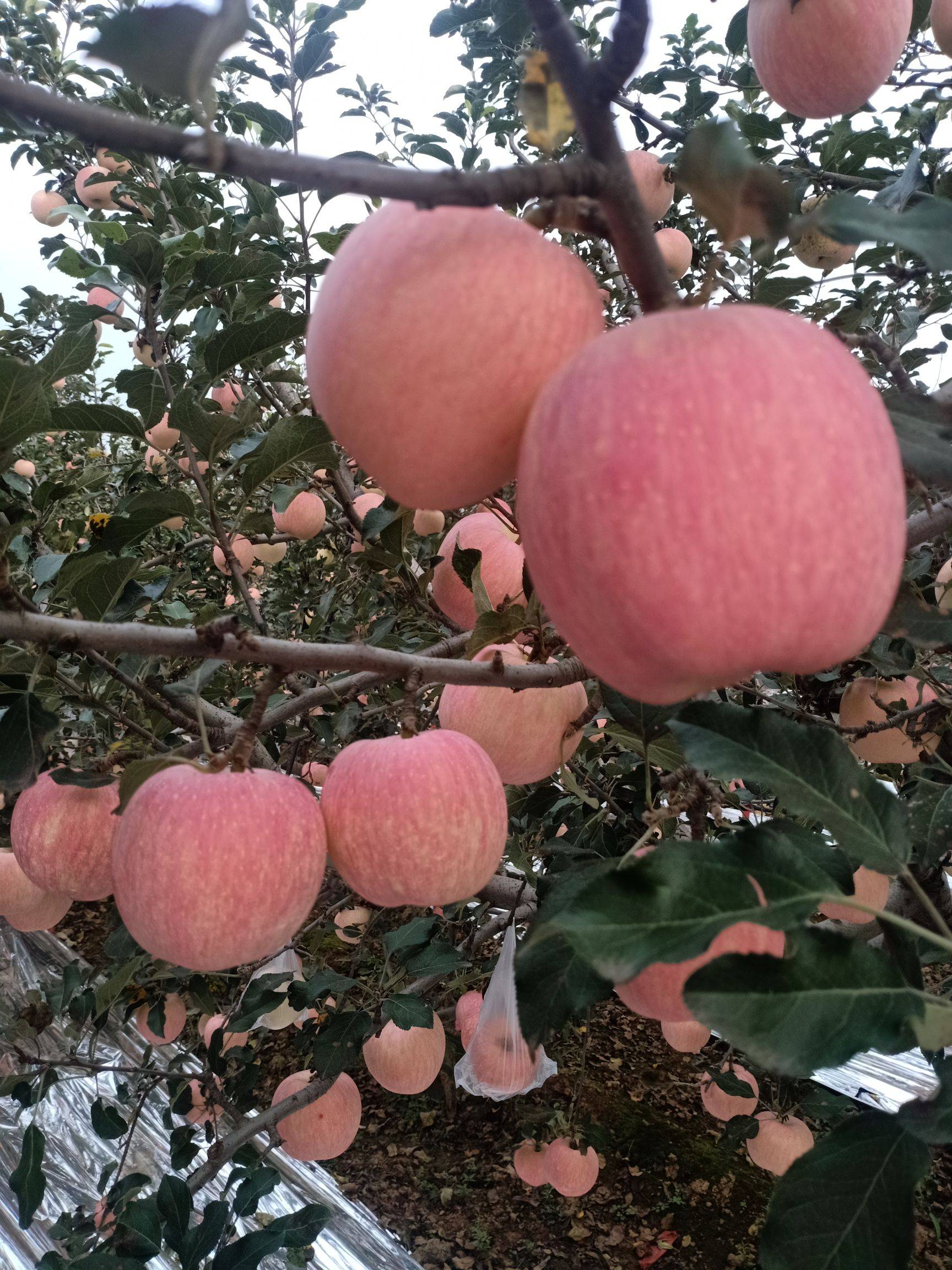 陕西礼泉苹果新闻陕西礼泉苹果多少钱一斤