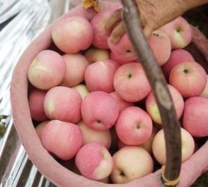 礼泉苹果多钱一斤新闻苹果价格表今日价格多少钱一斤